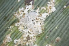 Pseudococcus longispinus by (c) Michael Berardozzi, some rights reserved (CC BY), uploaded by Michael Berardozzi. Used under a CC-BY license.