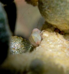 Cacopsylla magnicauda by (c) Rebecca Ray, some rights reserved (CC BY), uploaded by Rebecca Ray. Used under a CC-BY license.