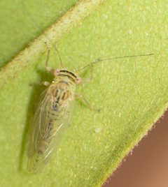 Platycoryphinae by no rights reserved, uploaded by Jesse Rorabaugh. Used under a CC0 license.