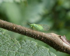 Psylla viridescens by (c) christine123, some rights reserved (CC BY), uploaded by christine123. Used under a CC-BY license.