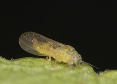 Blastopsylla occidentalis by no rights reserved, uploaded by Jesse Rorabaugh. Used under a CC0 license.