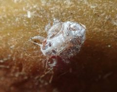 Neophyllura arbuti by (c) Cricket Raspet, some rights reserved (CC BY), uploaded by Cricket Raspet. Used under a CC-BY license.