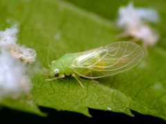 Psylla carpinicola by (c) Katja Schulz, some rights reserved (CC BY). Used under a CC-BY license.