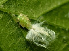 Psylla carpinicola by (c) Katja Schulz, some rights reserved (CC BY). Used under a CC-BY license.