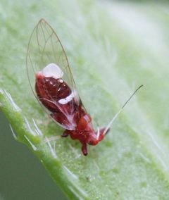 Bactericera antennata by (c) Even Dankowicz, some rights reserved (CC BY), uploaded by Even Dankowicz. Used under a CC-BY license.