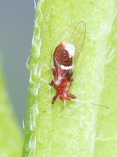 Bactericera antennata by (c) Even Dankowicz, some rights reserved (CC BY), uploaded by Even Dankowicz. Used under a CC-BY license.