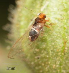 Bactericera dorsalis by no rights reserved, uploaded by Jesse Rorabaugh. Used under a CC0 license.