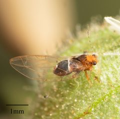 Bactericera dorsalis by no rights reserved, uploaded by Jesse Rorabaugh. Used under a CC0 license.