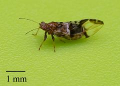 Bactericera maculipennis by no rights reserved, uploaded by Jesse Rorabaugh. Used under a CC0 license.