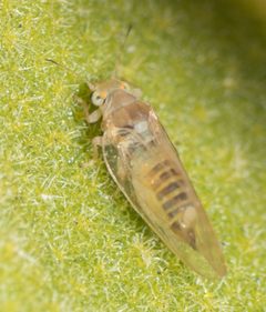 Trioza phoradendri by no rights reserved, uploaded by Jesse Rorabaugh. Used under a CC0 license.