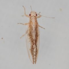 Leuronota maculata by (c) Victor Engel, some rights reserved (CC BY), uploaded by Victor Engel. Used under a CC-BY license.