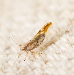 Leuronota maculata by (c) Justin Williams, some rights reserved (CC BY), uploaded by Justin Williams. Used under a CC-BY license.