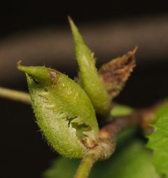Trioza aylmeriae by no rights reserved, uploaded by Adam Kranz. Used under a CC0 license.