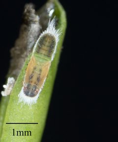 Trioza brevigenae by no rights reserved, uploaded by Jesse Rorabaugh. Used under a CC0 license.