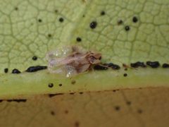 Stephanitis rhododendri by (c) giantcicada, some rights reserved (CC BY), uploaded by giantcicada. Used under a CC-BY license.