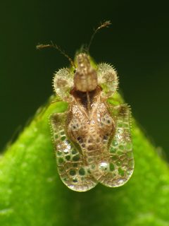 Tinginae by (c) Katja Schulz, some rights reserved (CC BY). Used under a CC-BY license.