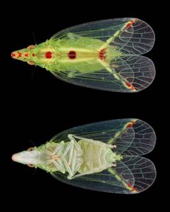 Tropiduchidae by (c) Brodie Foster, some rights reserved (CC BY). Used under a CC-BY license.