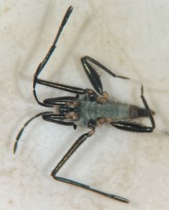 Rhagovelia knighti by (c) Matthew Pintar, some rights reserved (CC BY), uploaded by Matthew Pintar. Used under a CC-BY license.