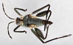 Rhagovelia knighti by (c) Matthew Pintar, some rights reserved (CC BY), uploaded by Matthew Pintar. Used under a CC-BY license.