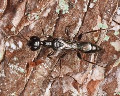 Ampulex canaliculata by (c) skitterbug, some rights reserved (CC BY), uploaded by skitterbug. Used under a CC-BY license.