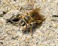 Andrena alleghaniensis by (c) Bernie Paquette, some rights reserved (CC BY), uploaded by Bernie Paquette. Used under a CC-BY license.