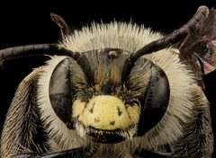 Andrena asteris by (c) USGS Bee Inventory and Monitoring Lab, some rights reserved (CC BY). Used under a CC-BY license.