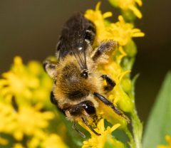 Andrena asteris by no rights reserved, uploaded by Glenn Berry. Used under a CC0 license.
