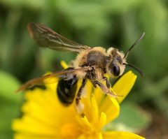 Andrena barbara by (c) James Kindt, some rights reserved (CC BY), uploaded by James Kindt. Used under a CC-BY license.