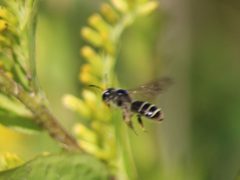 Andrena canadensis by (c) Claire Moxon-Waltz, some rights reserved (CC BY), uploaded by Claire Moxon-Waltz. Used under a CC-BY license.