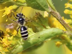 Andrena canadensis by (c) Claire Moxon-Waltz, some rights reserved (CC BY), uploaded by Claire Moxon-Waltz. Used under a CC-BY license.