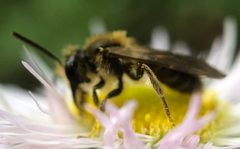 Andrena cerebrata by (c) James Kindt, some rights reserved (CC BY), uploaded by James Kindt. Used under a CC-BY license.