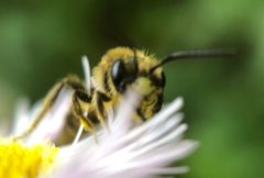 Andrena cerebrata by (c) James Kindt, some rights reserved (CC BY), uploaded by James Kindt. Used under a CC-BY license.