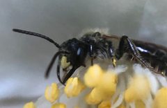 Andrena cerebrata by (c) James Kindt, some rights reserved (CC BY), uploaded by James Kindt. Used under a CC-BY license.