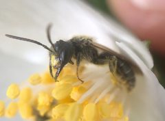 Andrena cerebrata by (c) James Kindt, some rights reserved (CC BY), uploaded by James Kindt. Used under a CC-BY license.
