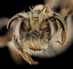 Andrena cuneilabris by (c) USGS Bee Inventory and Monitoring Lab, some rights reserved (CC BY). Used under a CC-BY license.
