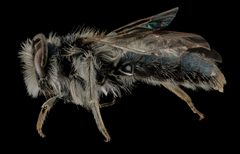 Andrena cuneilabris by (c) USGS Bee Inventory and Monitoring Lab, some rights reserved (CC BY). Used under a CC-BY license.