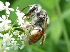 Andrena erythrogaster by no rights reserved, uploaded by Bruce Cook. Used under a CC0 license.