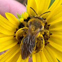 Andrena haynesi by (c) Michelle Orcutt, some rights reserved (CC BY), uploaded by Michelle Orcutt. Used under a CC-BY license.