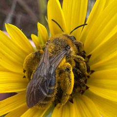 Andrena haynesi by (c) Michelle Orcutt, some rights reserved (CC BY), uploaded by Michelle Orcutt. Used under a CC-BY license.
