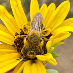 Andrena haynesi by (c) Michelle Orcutt, some rights reserved (CC BY), uploaded by Michelle Orcutt. Used under a CC-BY license.