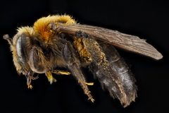 Andrena lupinorum by no rights reserved, uploaded by USGS Bee Inventory and Monitoring Lab. Used under a CC0 license.