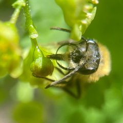 Andrena milwaukeensis by (c) Michelle Orcutt, some rights reserved (CC BY), uploaded by Michelle Orcutt. Used under a CC-BY license.