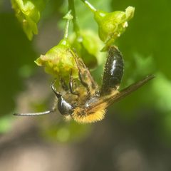 Andrena milwaukeensis by (c) Michelle Orcutt, some rights reserved (CC BY), uploaded by Michelle Orcutt. Used under a CC-BY license.