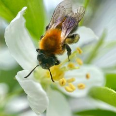 Andrena milwaukeensis by (c) Michelle Orcutt, some rights reserved (CC BY), uploaded by Michelle Orcutt. Used under a CC-BY license.