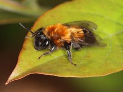 Andrena milwaukeensis by (c) Jake McCumber, some rights reserved (CC BY), uploaded by Jake McCumber. Used under a CC-BY license.