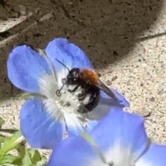 Andrena nigripes by (c) Rachel Lee Harper, some rights reserved (CC BY), uploaded by Rachel Lee Harper. Used under a CC-BY license.