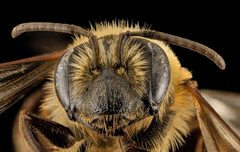 Andrena nivalis by (c) USGS Bee Inventory and Monitoring Lab, some rights reserved (CC BY). Used under a CC-BY license.