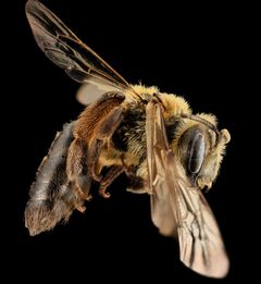 Andrena nivalis by (c) USGS Bee Inventory and Monitoring Lab, some rights reserved (CC BY). Used under a CC-BY license.