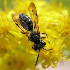 Andrena nubecula by (c) Amy Schnebelin, some rights reserved (CC BY), uploaded by Amy Schnebelin. Used under a CC-BY license.
