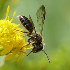 Andrena nubecula by (c) Amy Schnebelin, some rights reserved (CC BY), uploaded by Amy Schnebelin. Used under a CC-BY license.